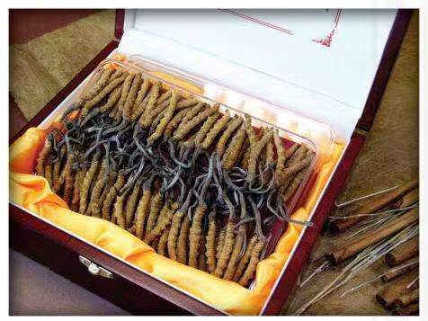 源城冬虫夏草回收